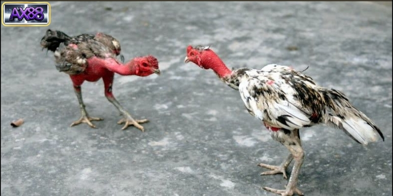 Nguồn gốc và lịch sử của Đá Gà Đòn