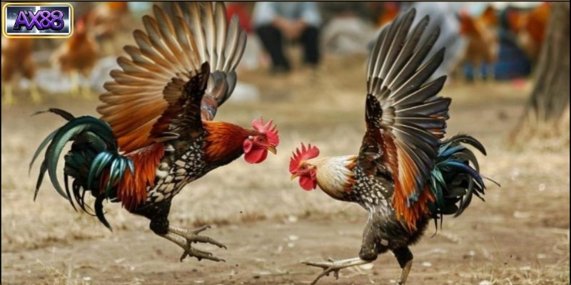 Các quy định và luật chơi đá gà tre